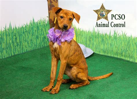 Pin by Polk County Sheriff's Office on PCSO Animal Control | Animal ...