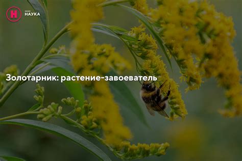 Золотарник: растение-завоеватель - Телеканал "Наука"
