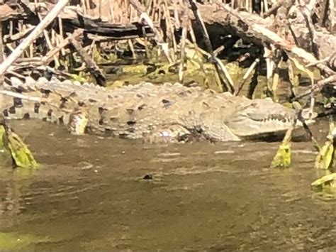 Everglades National Park Boat Tours (Flamingo) - All You Need to Know ...