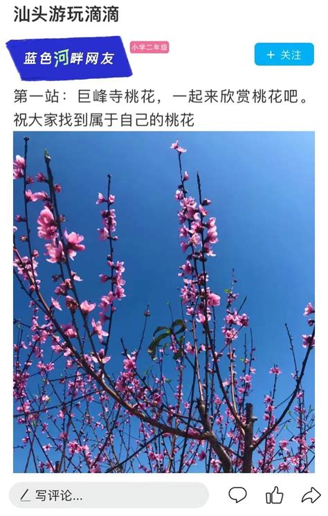 桃花迎新春 汕头巨峰寺迎来最早桃花节