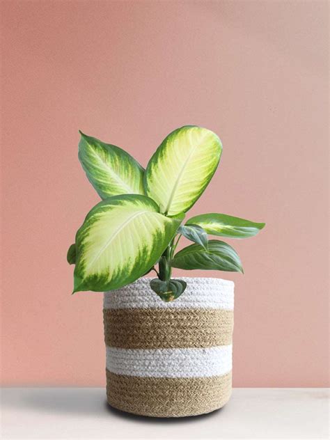 Dieffenbachia Honeydew (Large) – Greenkin