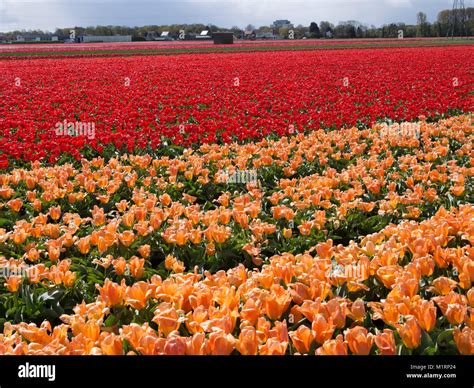 Netherlands Flower Production at Edward Oneal blog