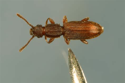 SAWTOOTHED GRAIN BEETLE Oryzaephilus surinamensis (L.)