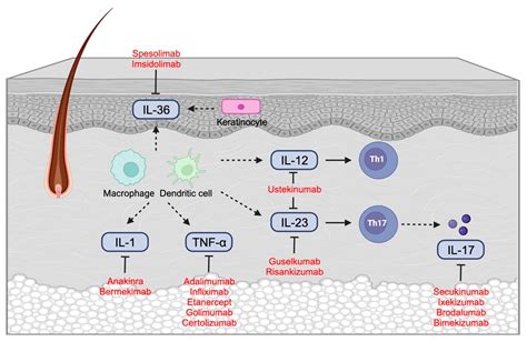Immune Dysregulation and Current Targeted Biologics in Hidradenitis Suppurativa