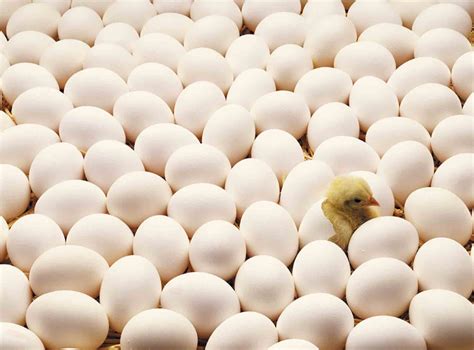 九华山柴鸡蛋正宗土鸡蛋农家散养鸡蛋新鲜40枚笨鸡蛋月子蛋溏心蛋