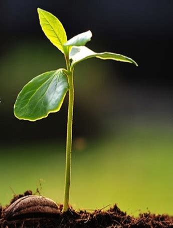 Ecopak manufacture of certified compostable products