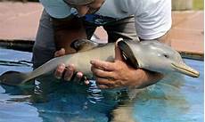 malvorlagen delfin lyrics malvorlagen delfin lyrics malvorlagen delfin lyrics malvorlagen delfin lyrics