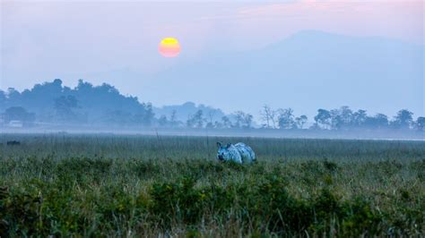 Experience the Pobitora Wildlife Sanctuary in Guwahati | Incredible India
