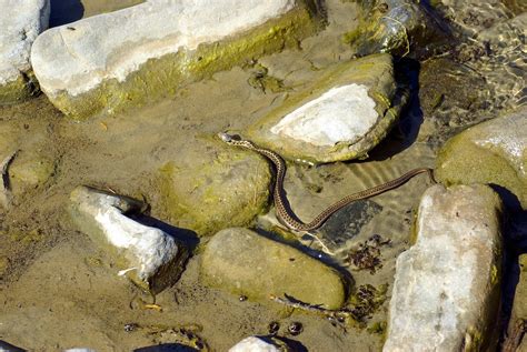 How to Care for Your Garter Snake - Allan's Pet Center