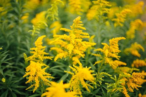 Identify Yellow Perennial Flowers | Best Flower Site