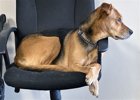 City of Great Falls Animal Shelter will reduce adoptions fees as one ...