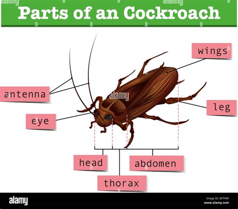 Image result for Cockroach Structure and Function