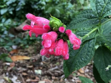 Salvia oxyphora - Fuzzy Bolivian Sage | Fairchild Botanic Garden