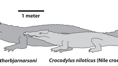 How Big Do They Get? The Average Size Of A Crocodile Explained