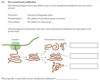 Image result for Proteolysis Post-Translational Modification