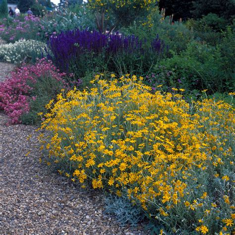 Eriophyllum lanatum | Oregon sunshine Herbaceous Perennial/RHS
