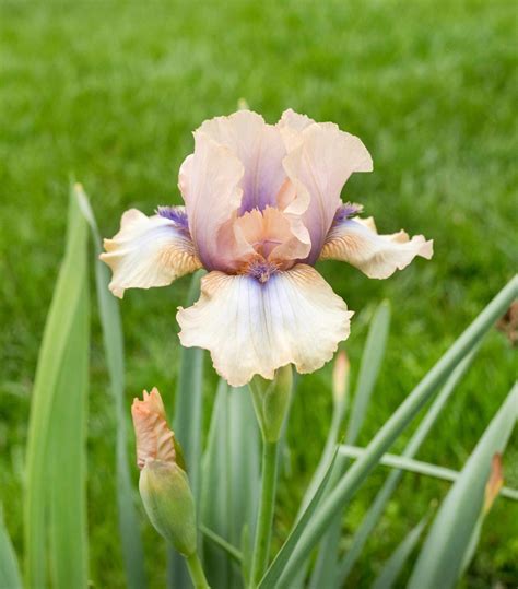 Iris Plant