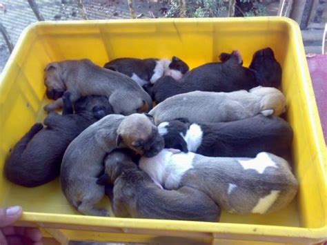 Rassehunde Pit Bull Kleinanzeigen | Rassehunde Pit Bull Annoncen ...