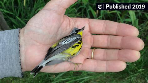Opinion | Three Billion Canaries in the Coal Mine - The New York Times