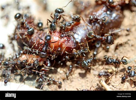 Ants Eat Their Dead at Roderick Wilkerson blog