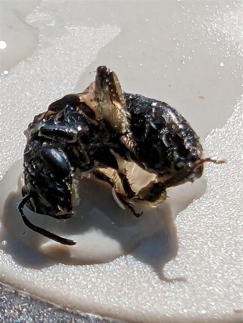 Help: This insect is attracted to the pool. Can't identify and would like tips on how to deal ...