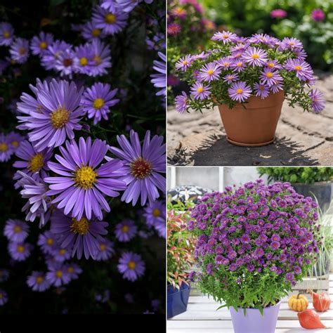 Aster plant – ROOTFUEL