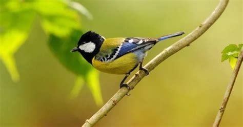Beautiful Bird 12