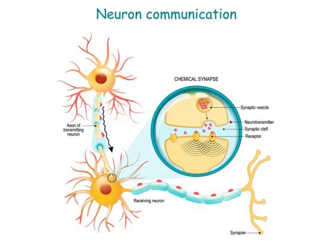 Nervous tissue — lesson. Science CBSE, Class 9.