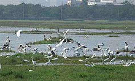 Surge in arrival of migratory birds in TN's Pallikaranai after removal ...