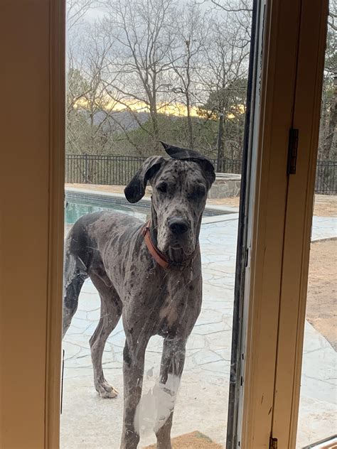 European Blue Great Danes Our Girls