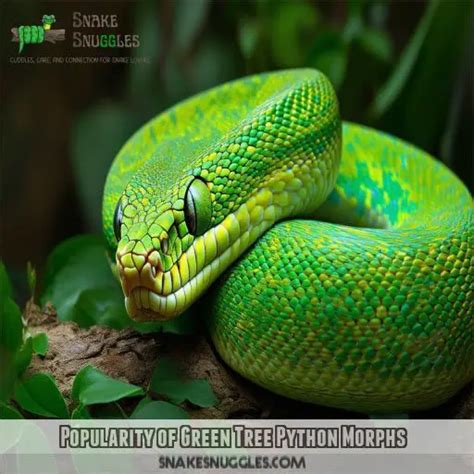 Image result for Green Tree Python Morphs