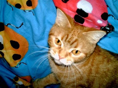 Katzen Kleinanzeigen | Katzen Annoncen | Katzen Inserate | Katzen ...