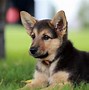 Image result for Top 10 Most Cutest Dogs