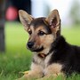 Image result for World's Cutest Puppy Breed