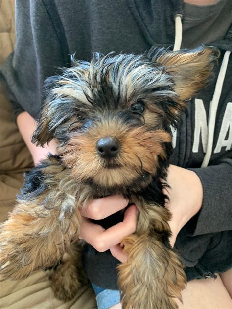 New member of the fam by LindseyNicole1999 on DeviantArt