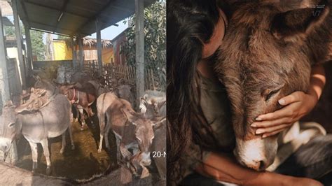 To greener pastures: Donkeys rescued from slaughter in AP find new homes
