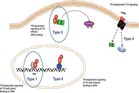 Evidence-Based Use of Levothyroxine/Liothyronine Combinations in ...