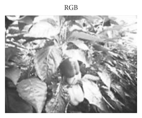 In Mathematical Schematic Model of Algorithm 的图像结果