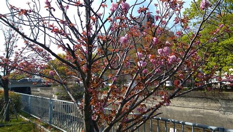 SHINMINATOGAWA PARK - All You Need to Know BEFORE You Go 2026 (with ...