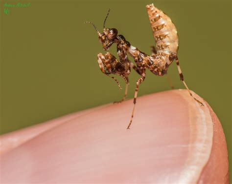 Blepharopsis mendica (Thistle Mantis, Lesser Devils Flower Mantis)