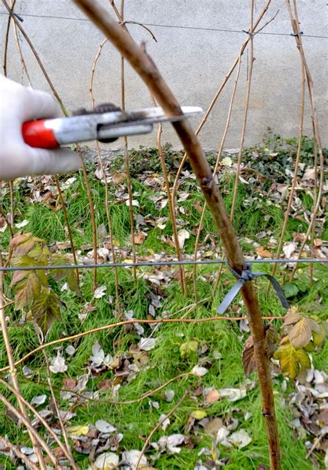 Image result for Winterizing Raspberry Plants