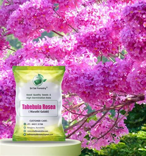 SRI SAI FORESTRY Tabebuia Rosea Seeds (Pack of 100), Tabubia Rosea Seed ...