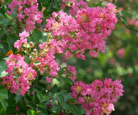 How to propagate crepe myrtle plants: with expert advice | Homes and ...