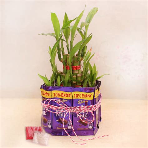 Send Dairy Milk with Lucky Bamboo Combo Online - BD19-93692 | Giftalove
