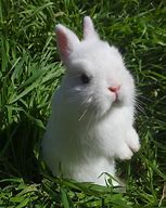 Image result for Adorable Fluffy Bunny