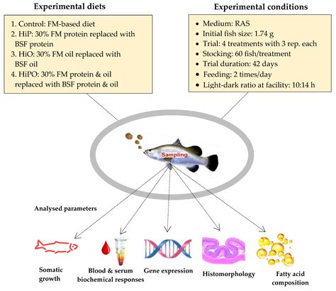Black Soldier Fly, Hermetia illucens as an Alternative to Fishmeal ...