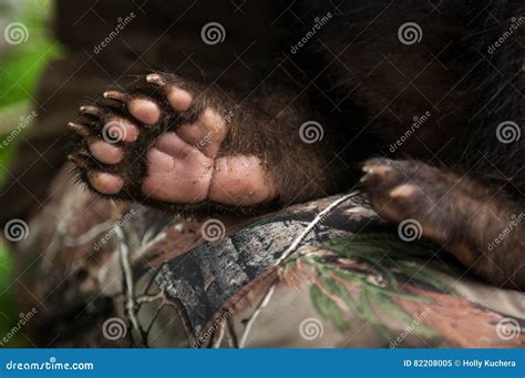 2,948 Bear Black Paw Stock Photos - Free & Royalty-Free Stock Photos ...