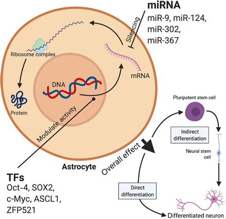 Image result for Astrocyte Neuron Reprogramming
