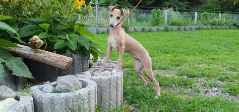 Hunde Kleinanzeigen | Hunde Annoncen | Hunde Inserate | Hunde ...