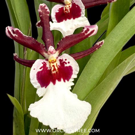 Buy Oncidium Orchids Online India | Dancing lady oncidium online ...